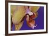 Orchid-Gordon Semmens-Framed Photographic Print