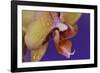 Orchid-Gordon Semmens-Framed Photographic Print