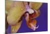 Orchid-Gordon Semmens-Mounted Photographic Print