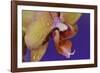 Orchid-Gordon Semmens-Framed Photographic Print