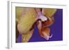 Orchid-Gordon Semmens-Framed Photographic Print