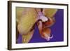 Orchid-Gordon Semmens-Framed Photographic Print