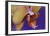 Orchid-Gordon Semmens-Framed Photographic Print