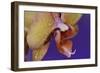 Orchid-Gordon Semmens-Framed Photographic Print