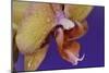 Orchid-Gordon Semmens-Mounted Photographic Print