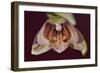 Orchid-Gordon Semmens-Framed Photographic Print