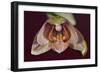 Orchid-Gordon Semmens-Framed Photographic Print