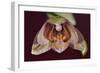 Orchid-Gordon Semmens-Framed Photographic Print