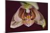 Orchid-Gordon Semmens-Mounted Photographic Print