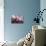 Orchid-Gordon Semmens-Photographic Print displayed on a wall