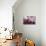 Orchid-Gordon Semmens-Photographic Print displayed on a wall