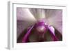 Orchid-Gordon Semmens-Framed Photographic Print