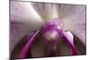 Orchid-Gordon Semmens-Mounted Photographic Print