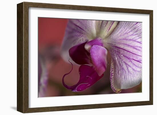 Orchid-Gordon Semmens-Framed Photographic Print