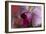 Orchid-Gordon Semmens-Framed Photographic Print