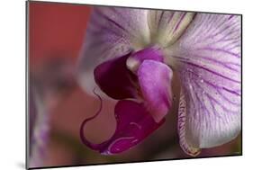 Orchid-Gordon Semmens-Mounted Photographic Print