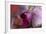 Orchid-Gordon Semmens-Framed Photographic Print