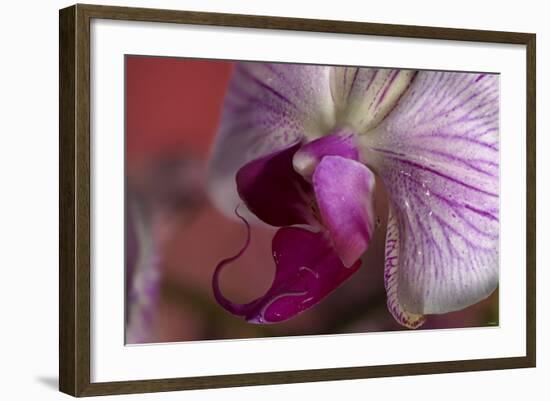 Orchid-Gordon Semmens-Framed Photographic Print