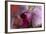 Orchid-Gordon Semmens-Framed Photographic Print