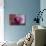 Orchid-Gordon Semmens-Mounted Photographic Print displayed on a wall