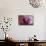 Orchid-Gordon Semmens-Mounted Photographic Print displayed on a wall