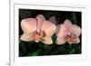 Orchid-Gordon Semmens-Framed Photographic Print