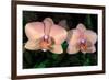 Orchid-Gordon Semmens-Framed Photographic Print