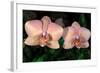Orchid-Gordon Semmens-Framed Photographic Print