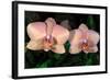 Orchid-Gordon Semmens-Framed Photographic Print