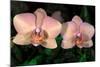 Orchid-Gordon Semmens-Mounted Photographic Print