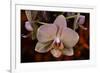 Orchid-Gordon Semmens-Framed Photographic Print