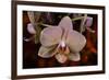 Orchid-Gordon Semmens-Framed Photographic Print