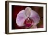 Orchid-Gordon Semmens-Framed Photographic Print