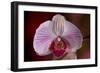 Orchid-Gordon Semmens-Framed Photographic Print