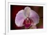 Orchid-Gordon Semmens-Framed Photographic Print