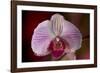 Orchid-Gordon Semmens-Framed Photographic Print