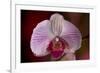 Orchid-Gordon Semmens-Framed Photographic Print