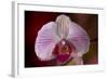 Orchid-Gordon Semmens-Framed Photographic Print