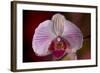 Orchid-Gordon Semmens-Framed Photographic Print