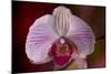 Orchid-Gordon Semmens-Mounted Photographic Print