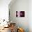 Orchid-Gordon Semmens-Photographic Print displayed on a wall