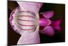 Orchid-Gordon Semmens-Mounted Photographic Print