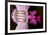 Orchid-Gordon Semmens-Framed Photographic Print