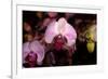 Orchid-Gordon Semmens-Framed Photographic Print