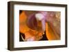 Orchid-Gordon Semmens-Framed Photographic Print