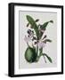 Orchid-Samuel Holden-Framed Giclee Print