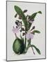 Orchid-Samuel Holden-Mounted Giclee Print