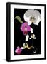 Orchid-Anna Platts-Framed Giclee Print