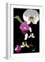 Orchid-Anna Platts-Framed Giclee Print