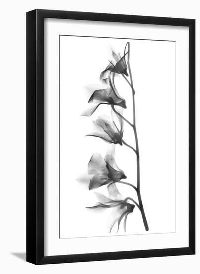 Orchid-Albert Koetsier-Framed Art Print